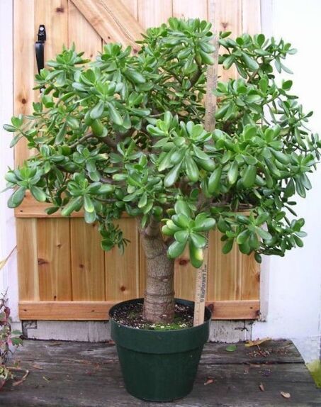 punoan sa salapi