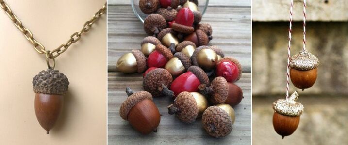 acorn