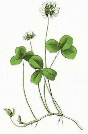 clover